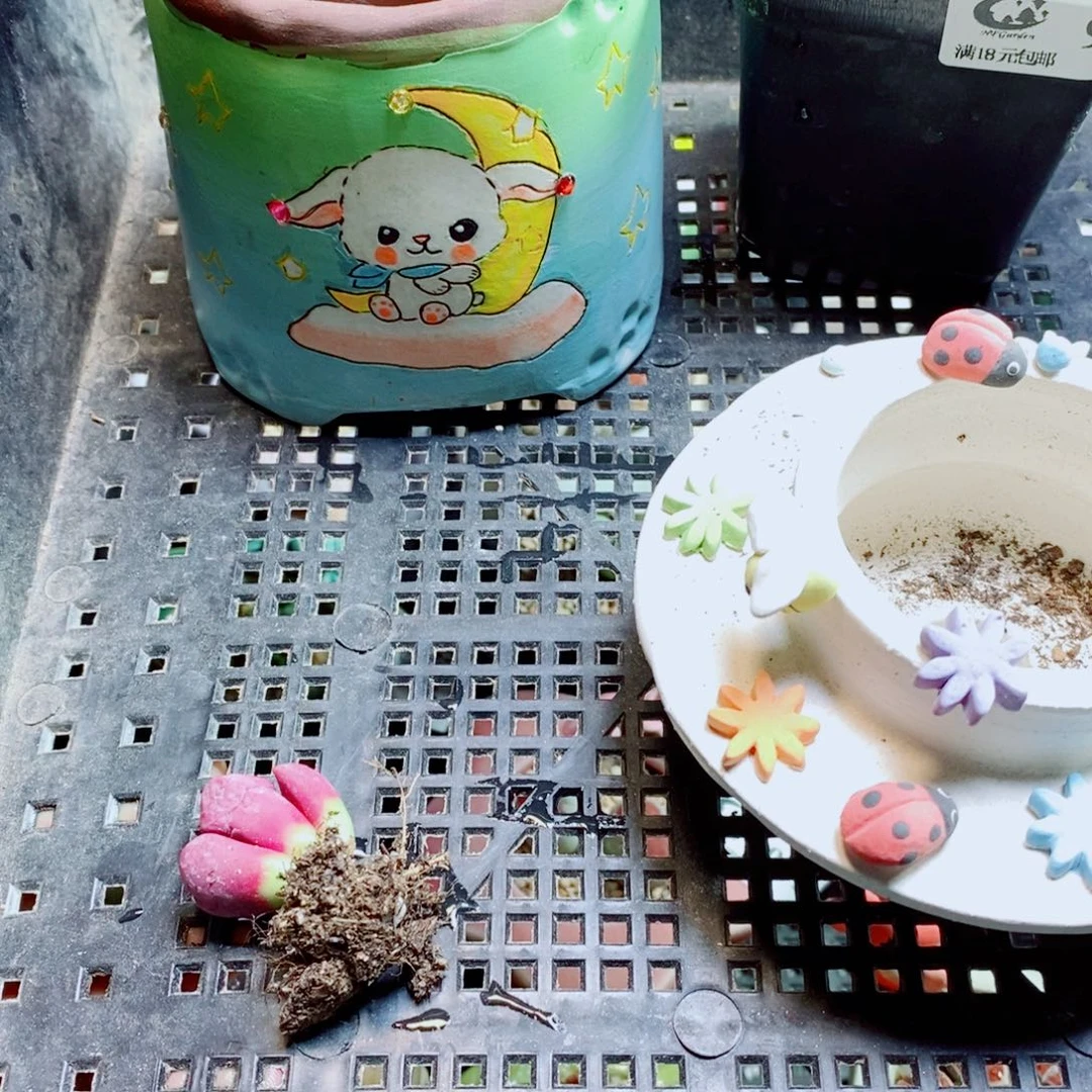 喵***儿生石花花花哈哈哈哈哈哈930