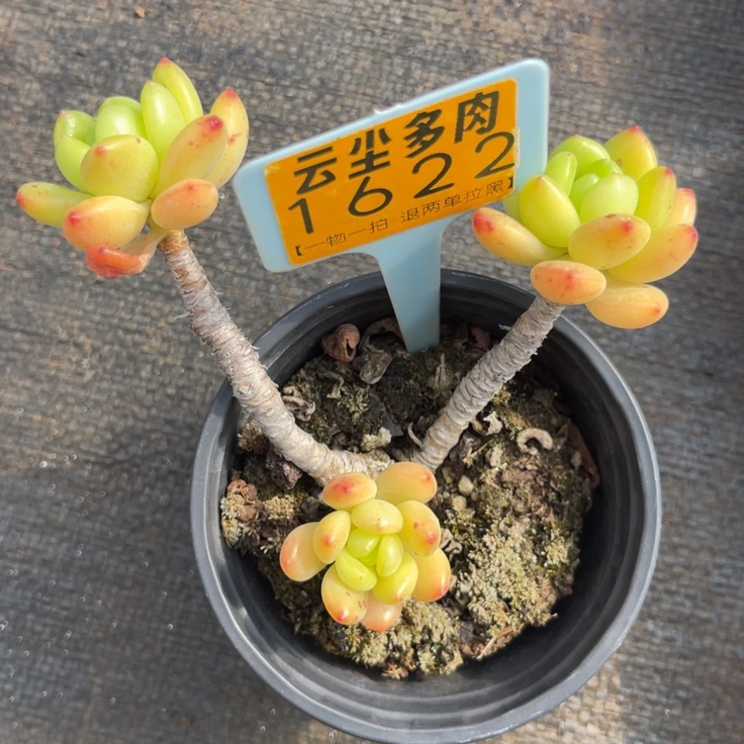 云尘多肉一物一拍1622