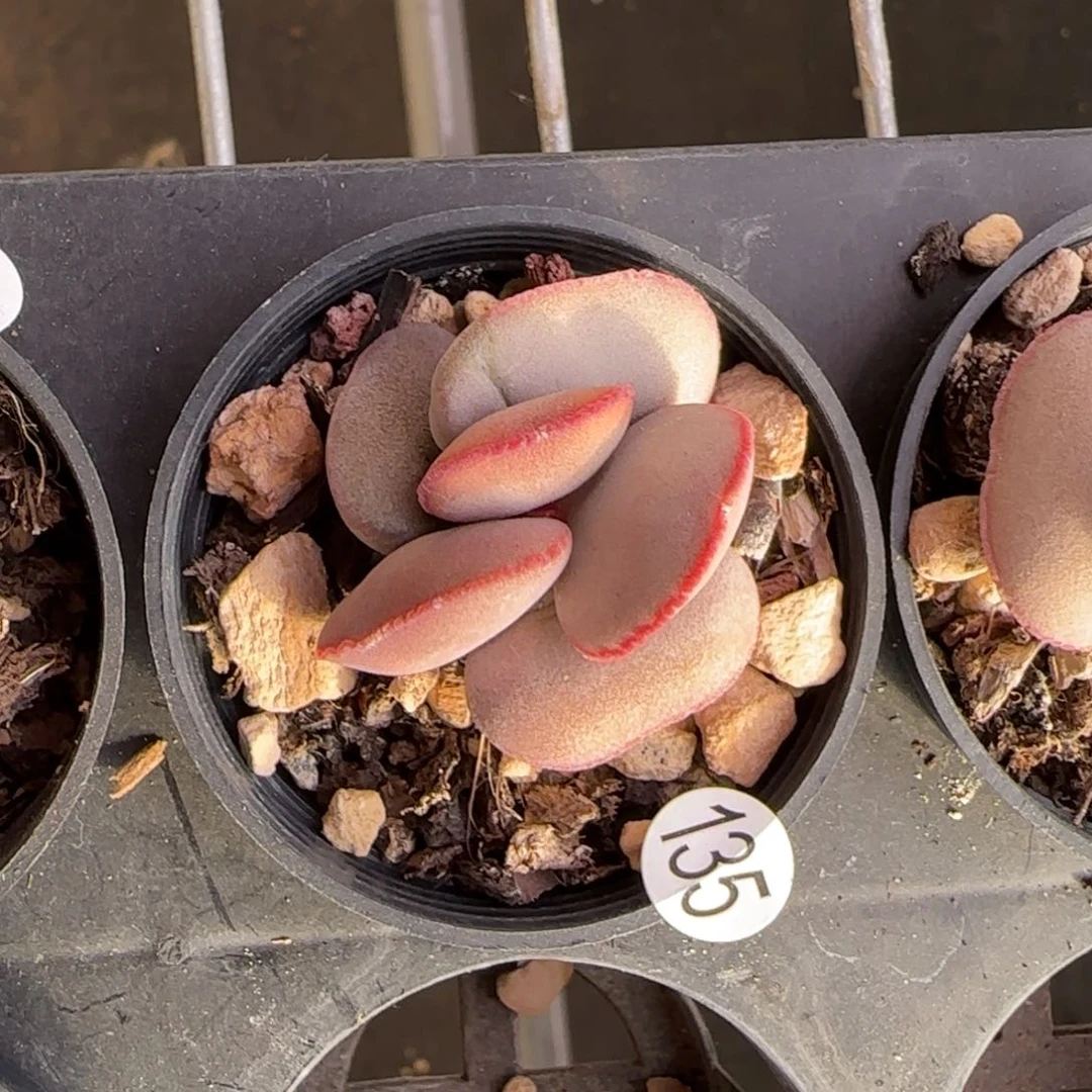 一*白肌红蛋多肉水泡135