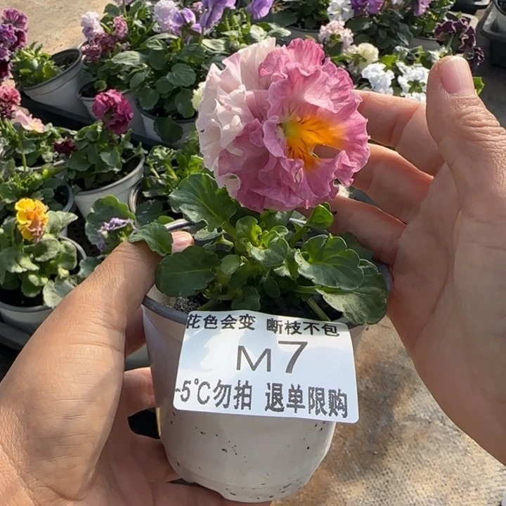 M***酱无花朵M007角堇小苗一物一拍默认苗晃