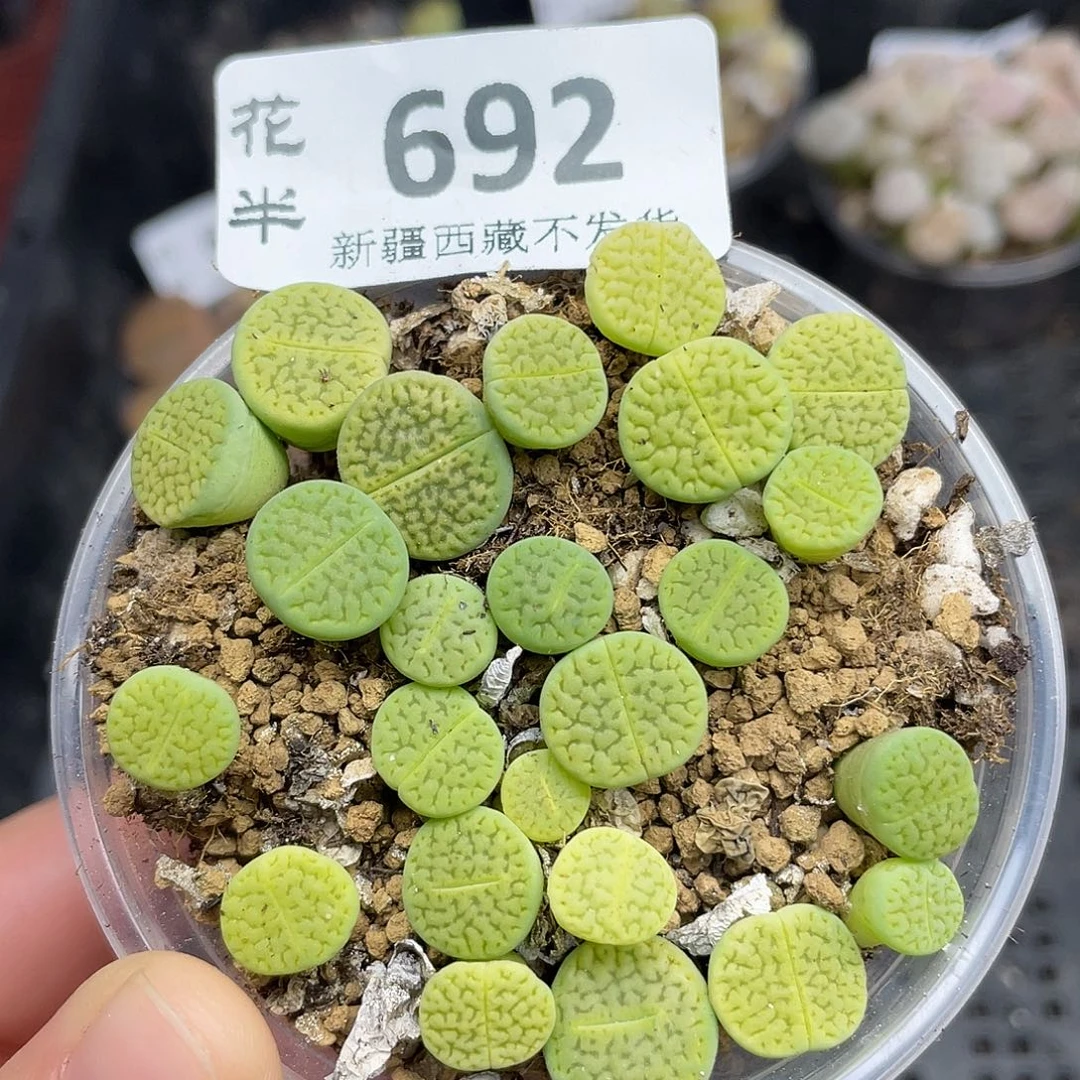 69200000花花花花花花花