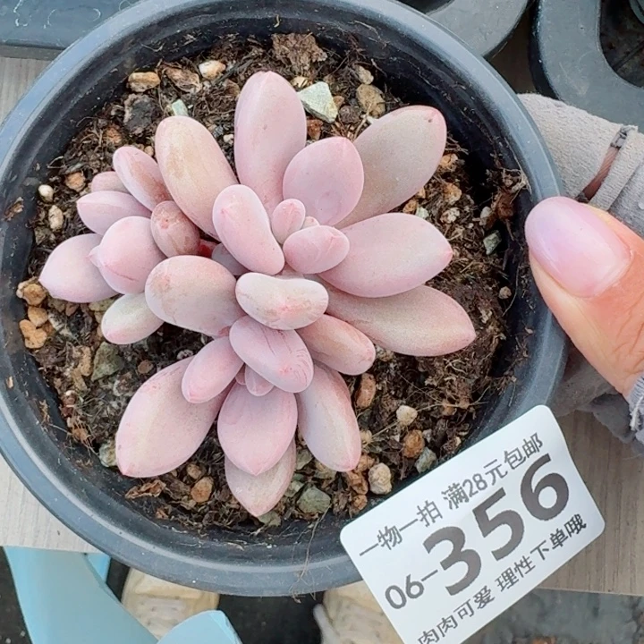 原始虞无盆土发货多肉多肉