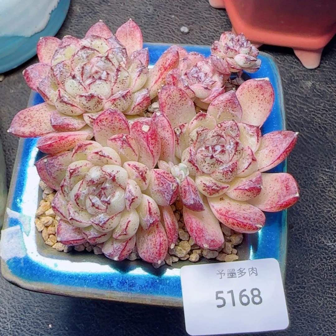 赤水晶，5168多肉植物