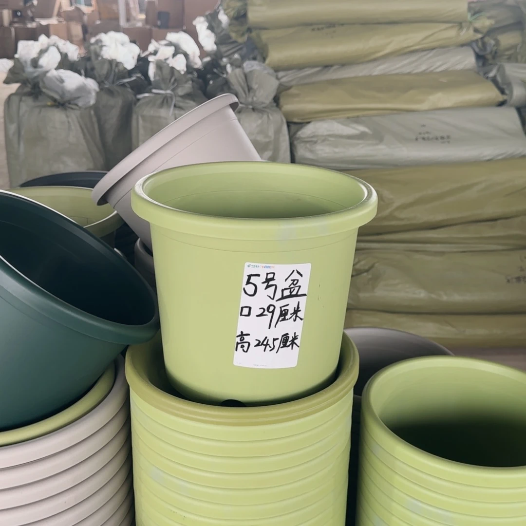 塑料四季5号果绿6个带拖