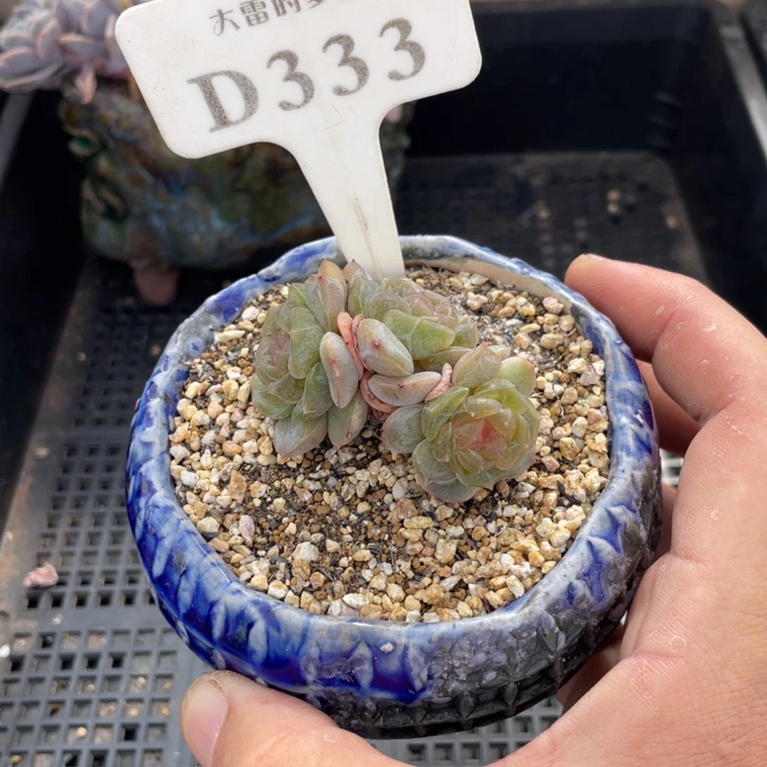 333白恋不带盆6厘米