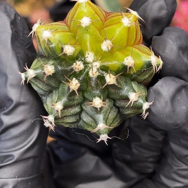 绿薄荷 一物一拍