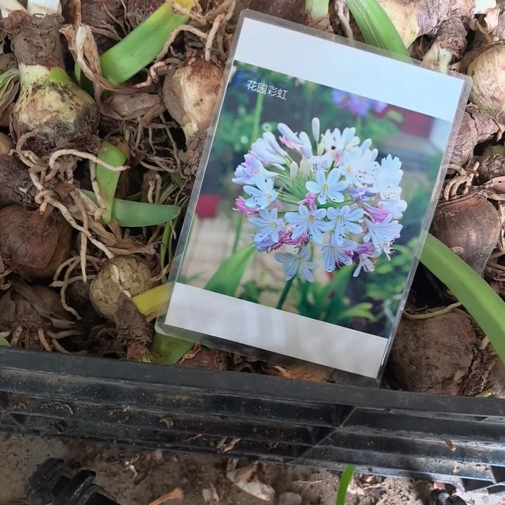 当前无花栽培后可以开花百子莲花园彩虹