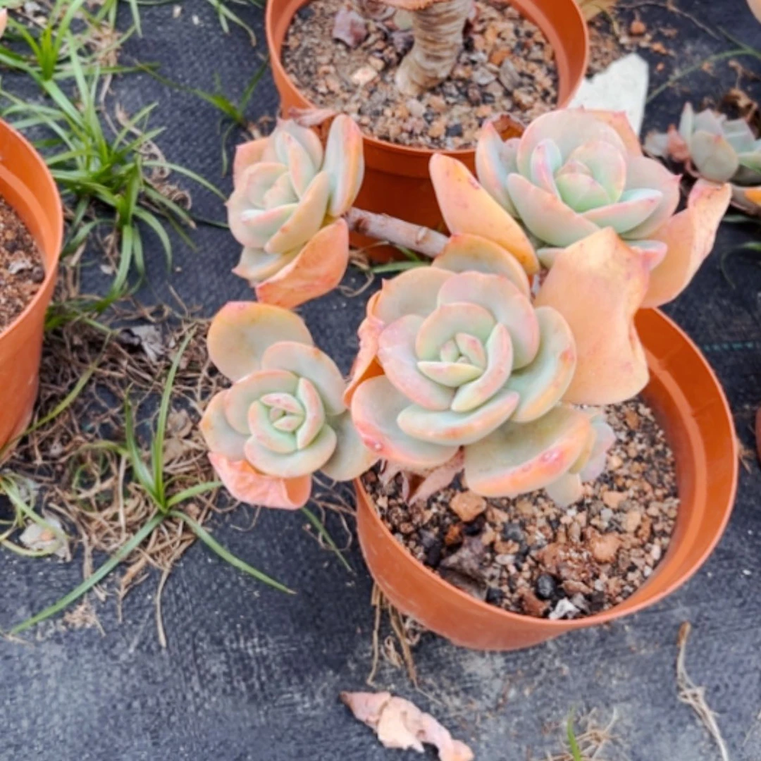 【闪购商品】指***莫白凤