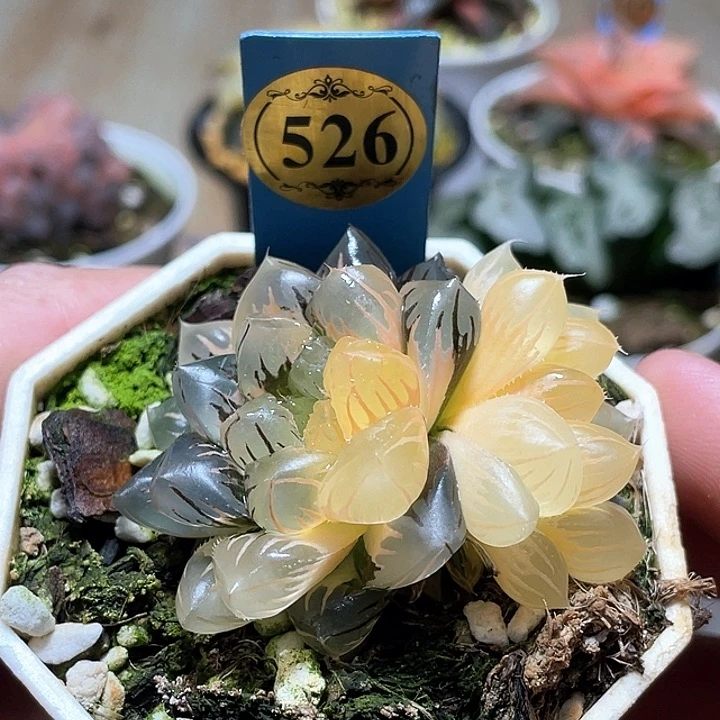 D***e526水中月一物一拍