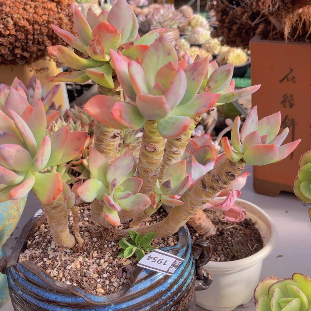 芒果美人1954多肉植物