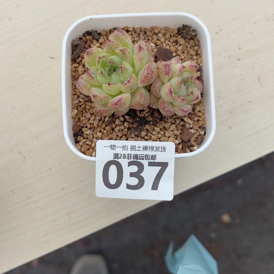 赤水晶无盆土发货