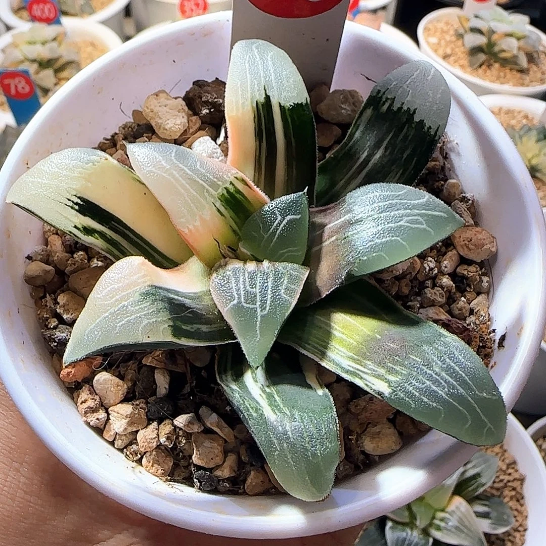 136号大型克锦一物一拍带盆土