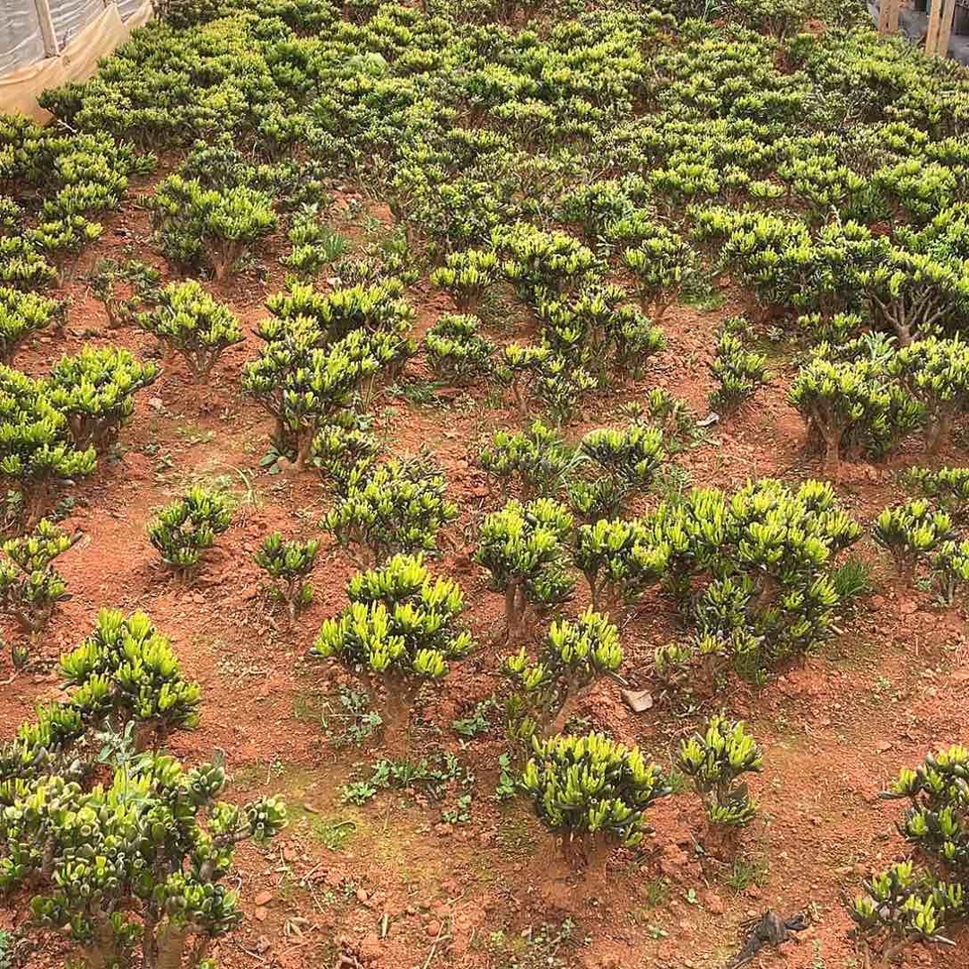 吸财树9.9米量拍多肉