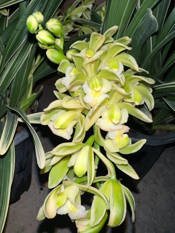 萤火虫 桌面款金边绿色花 云南基地直发