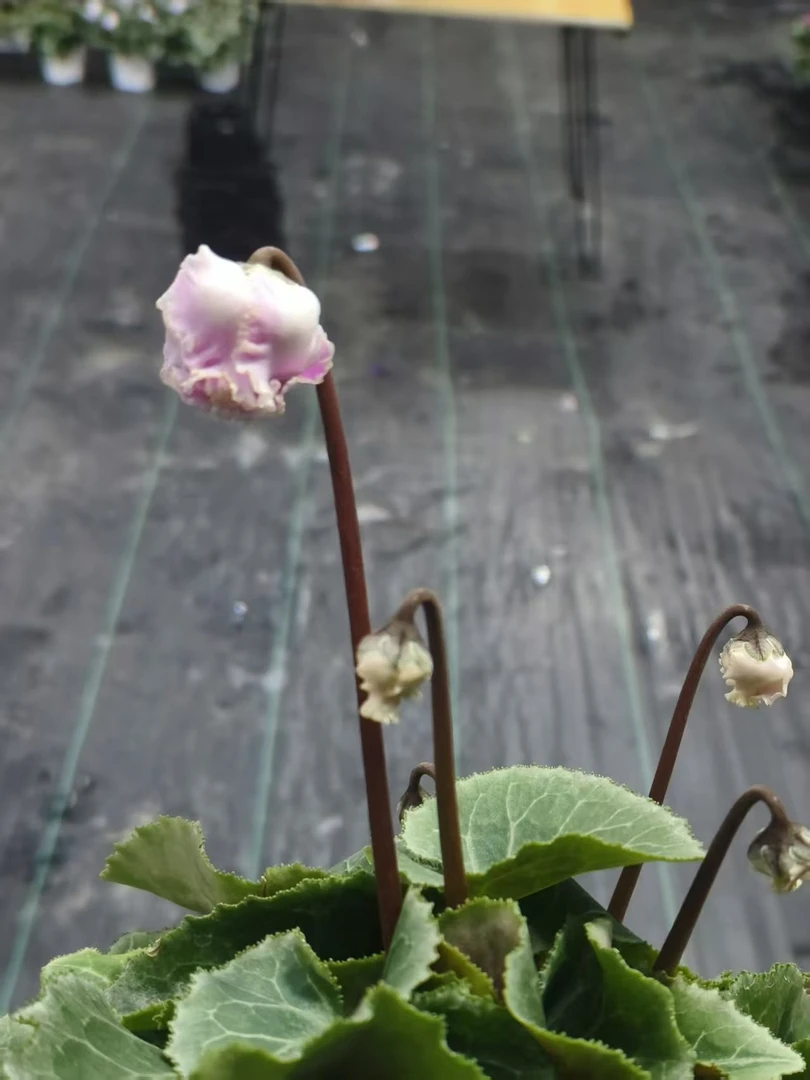 花苞盲盒  一物一拍