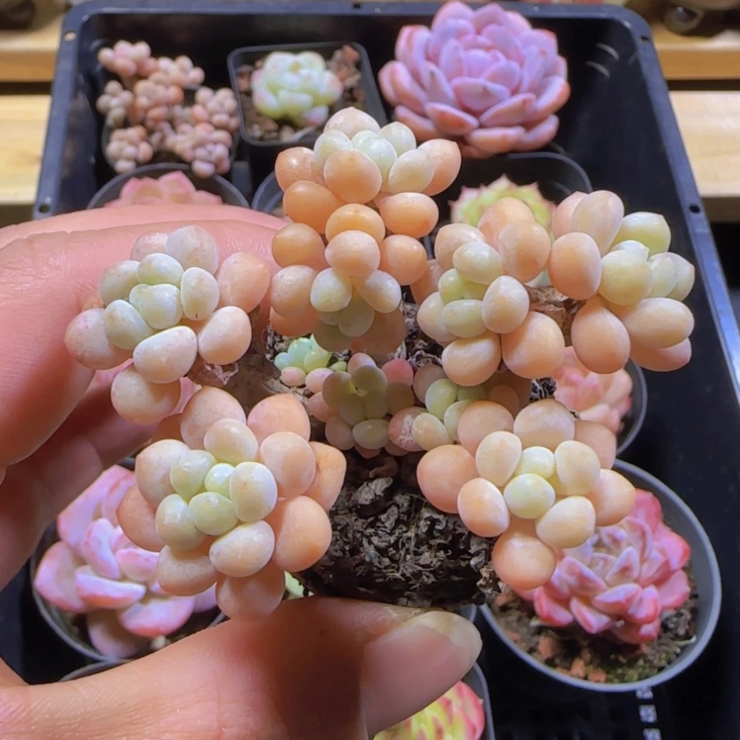 鱼子酱洛可可一物一拍