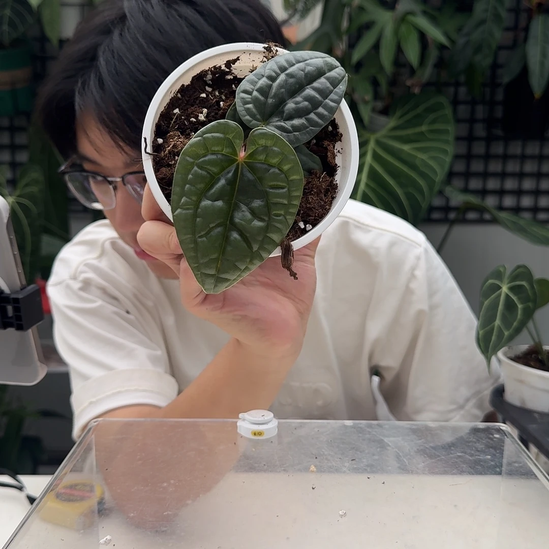 完全开放U145奢华小苗