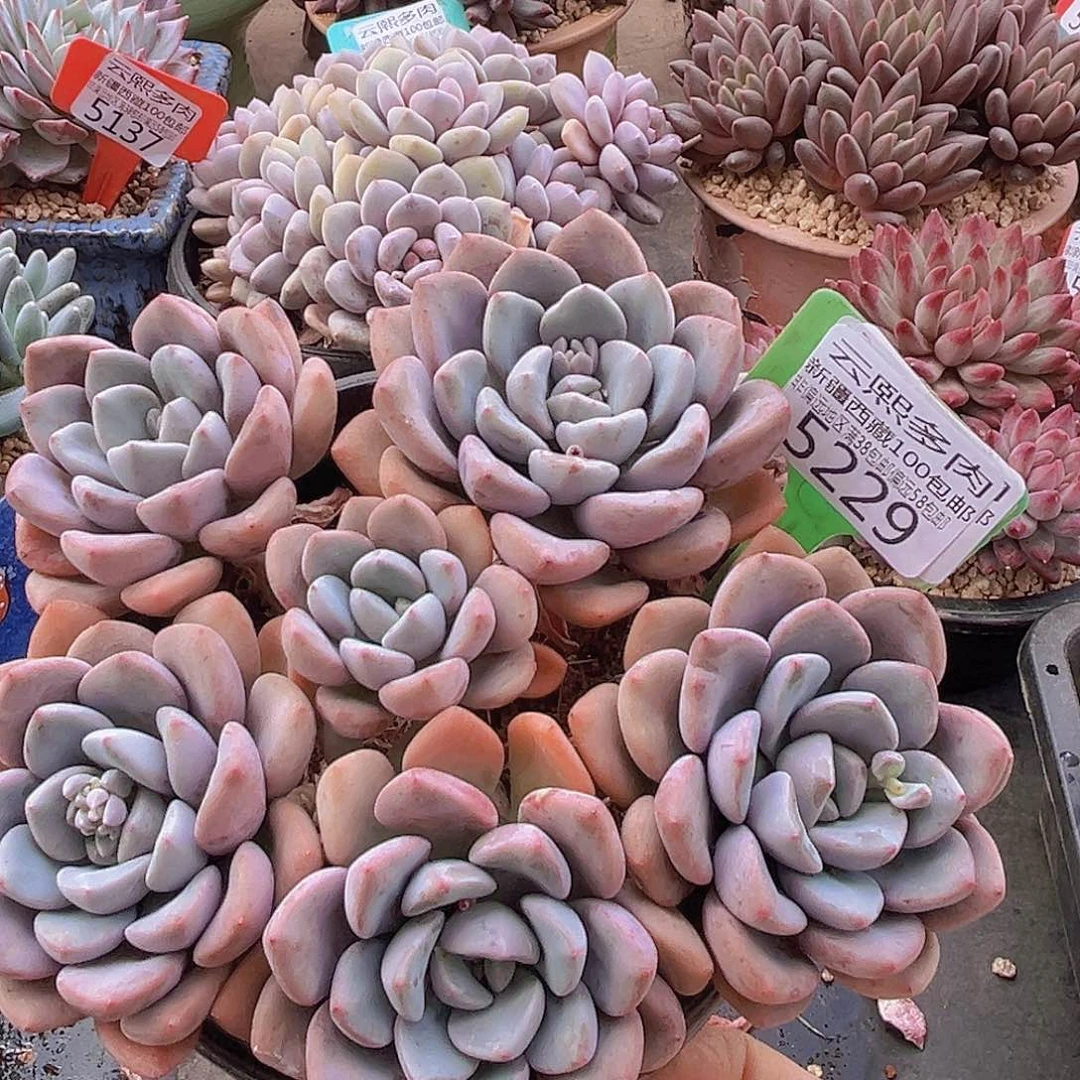 5229白鹭多肉植物