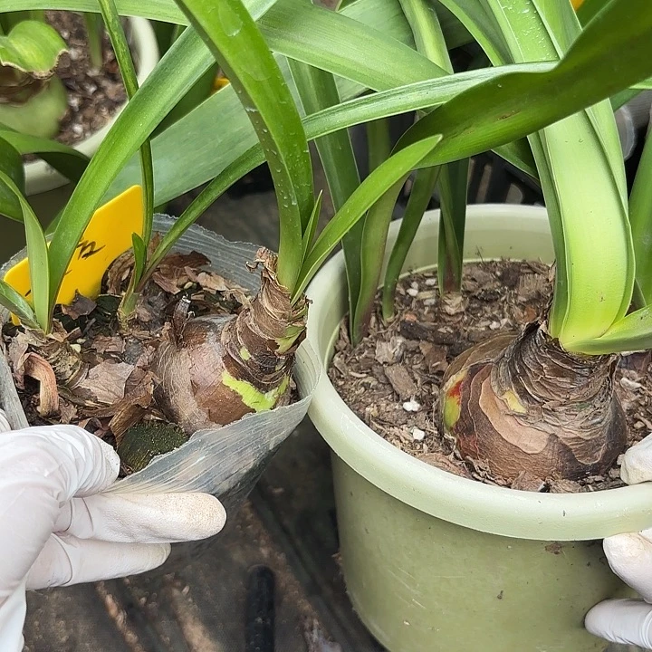 无花朵朱顶红杂交+盲盒不带盆发货