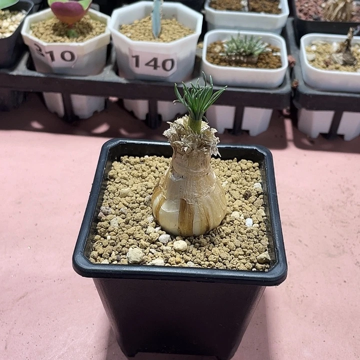 314产地GG弹簧草块根