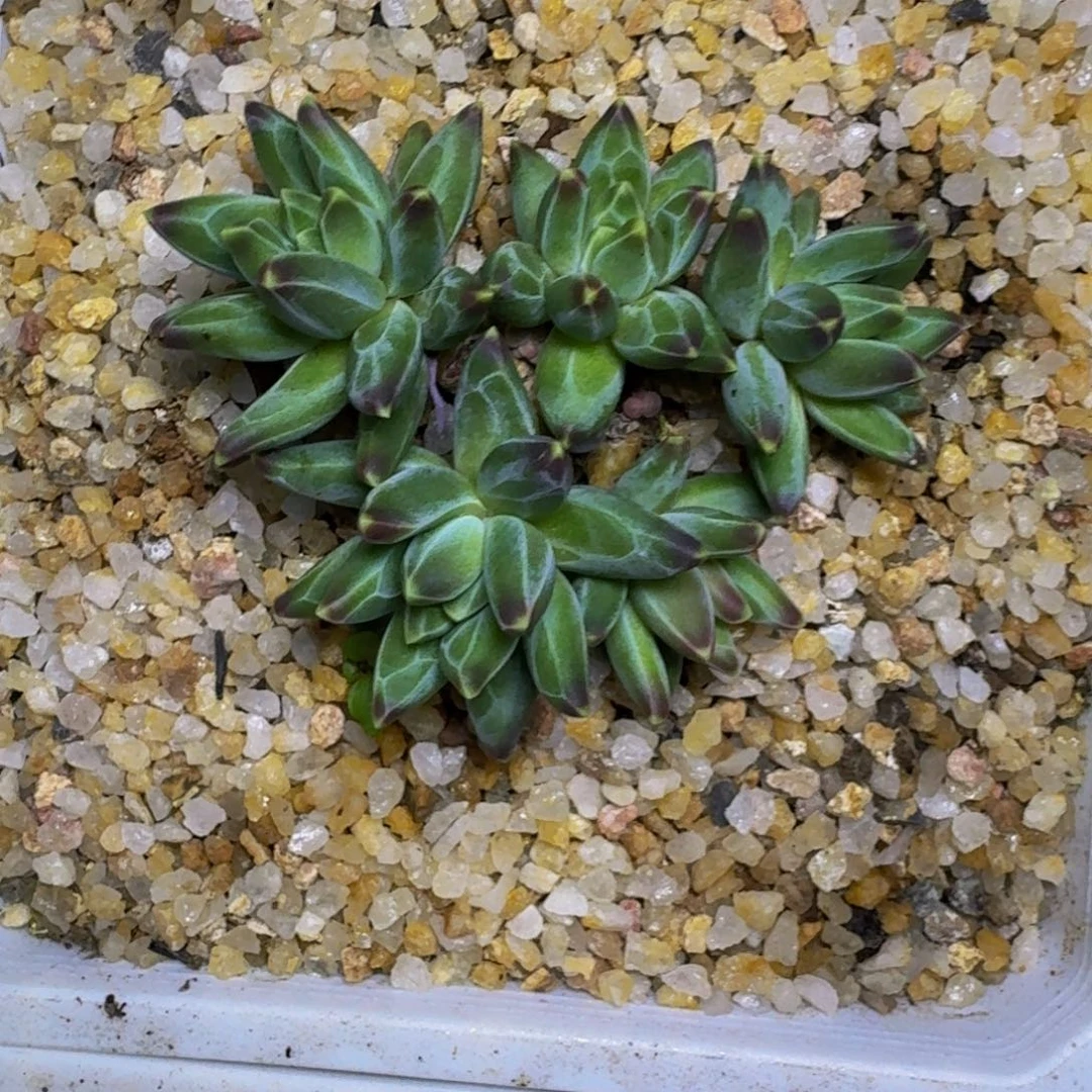 黑珍珠 5头 一物一拍
