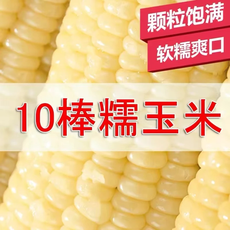 【道林书记推荐】2024年新鲜东北粘糯白玉米10根装足重5斤