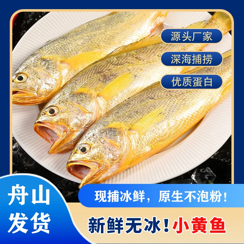 东海舟山小黄鱼正宗嫩爽食用多汁顺丰冷链包邮美味露营烧烤海鲜