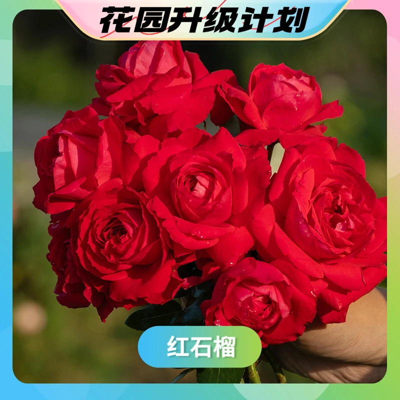 【花园升级计划】天狼 红石榴 自育月季多季低维护大花灌木盆栽易养