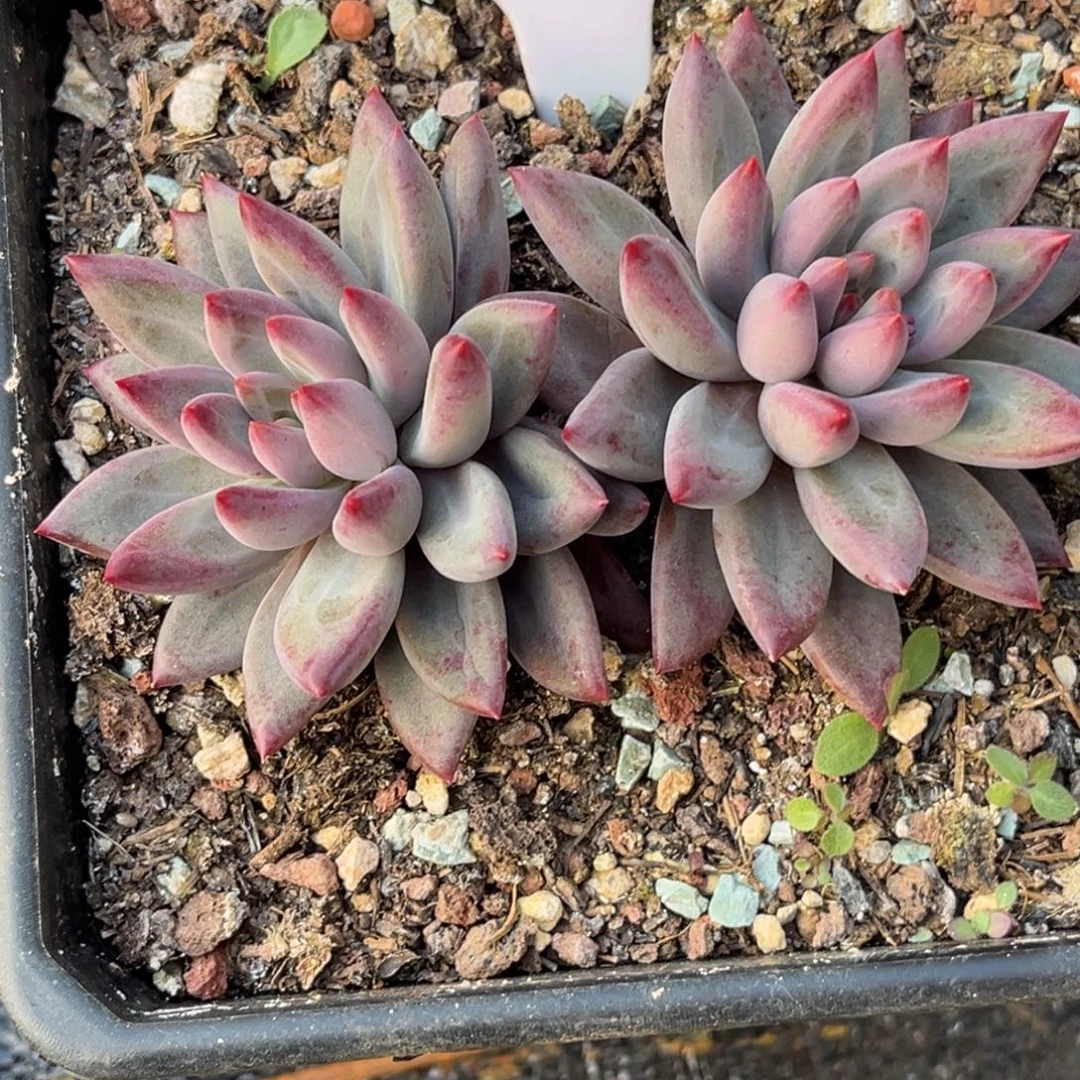 虞美人多肉植物双头273