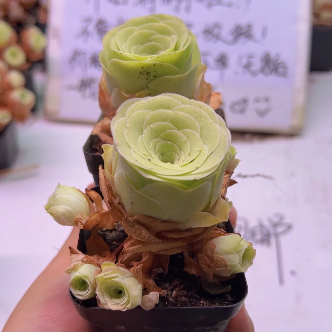 酒杯玫瑰开播福利一颗