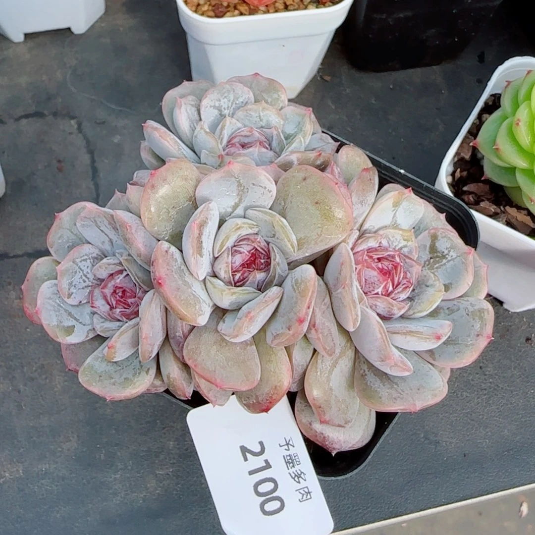 宫花群，2100多肉植物