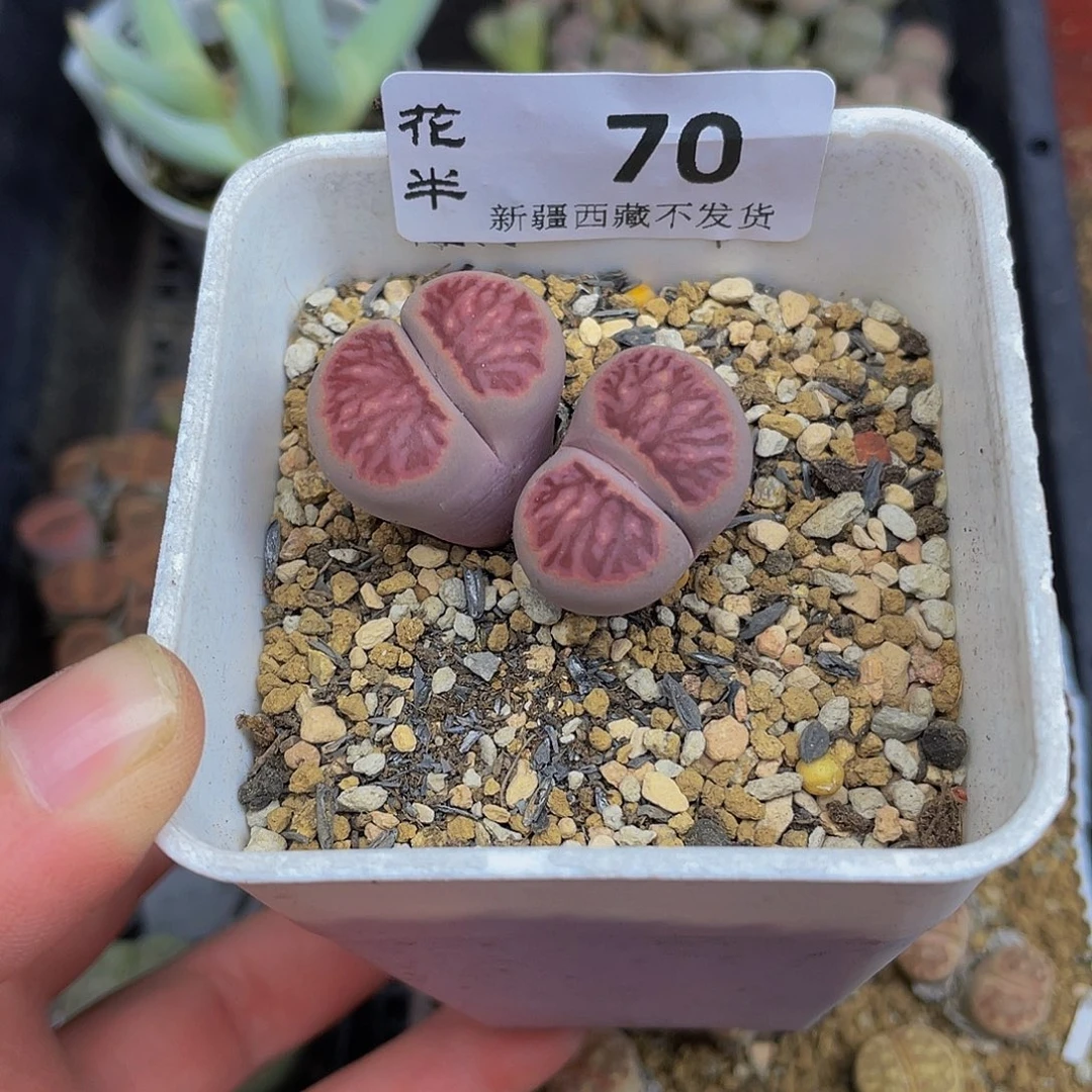 7000000000花花花花花花