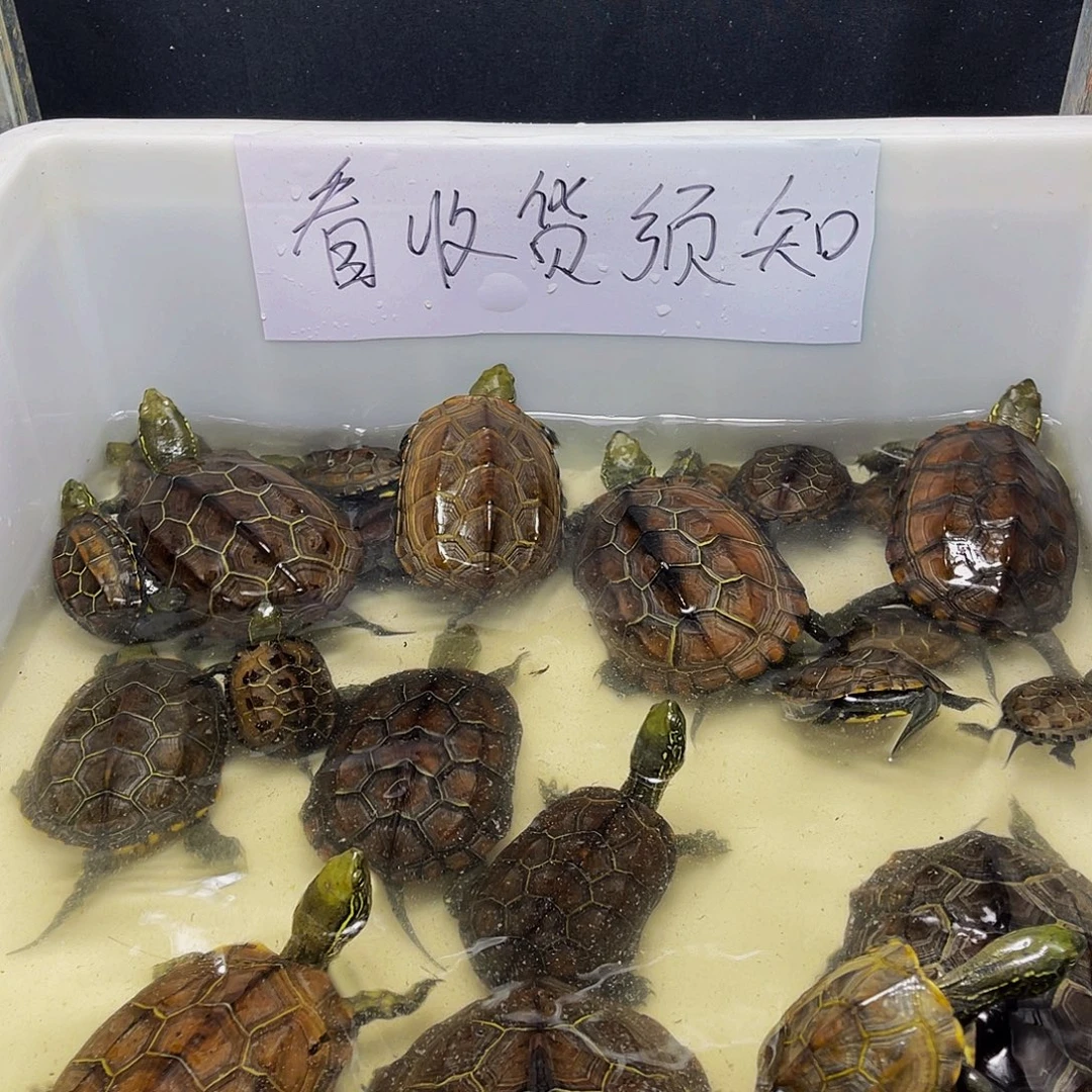 看***心母中华草龟12345667899