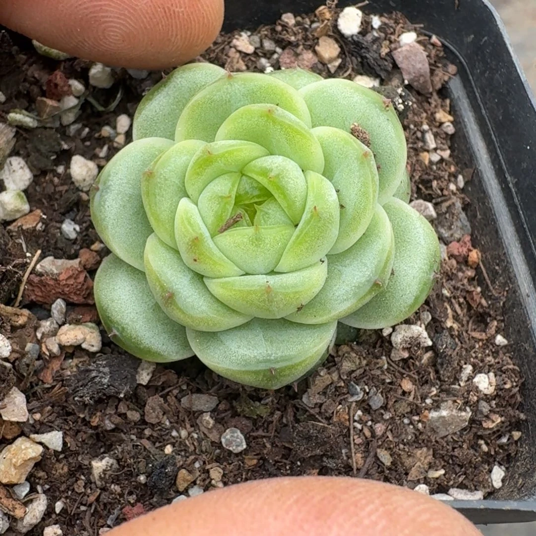 多肉杂交一物一拍30-9