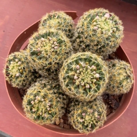 大明星群13仙人球