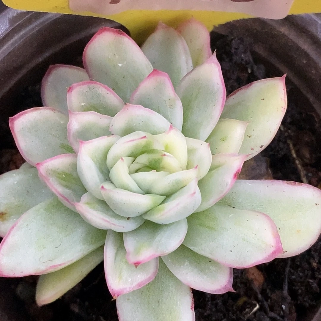 089东云杂哈哈哈哈看