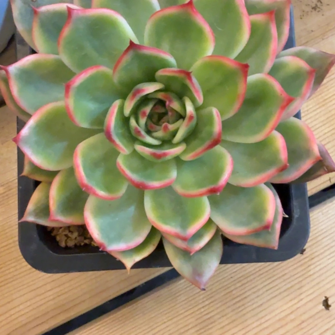 桃花锦 安吉园艺锦