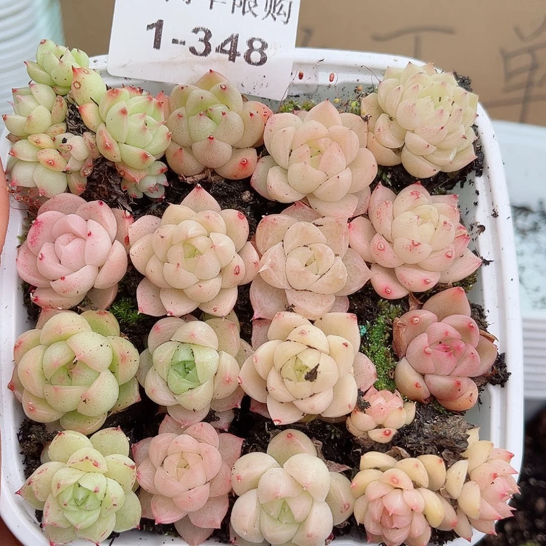 1-348 新疆西藏内蒙不发12.8包邮2-3公分多肉