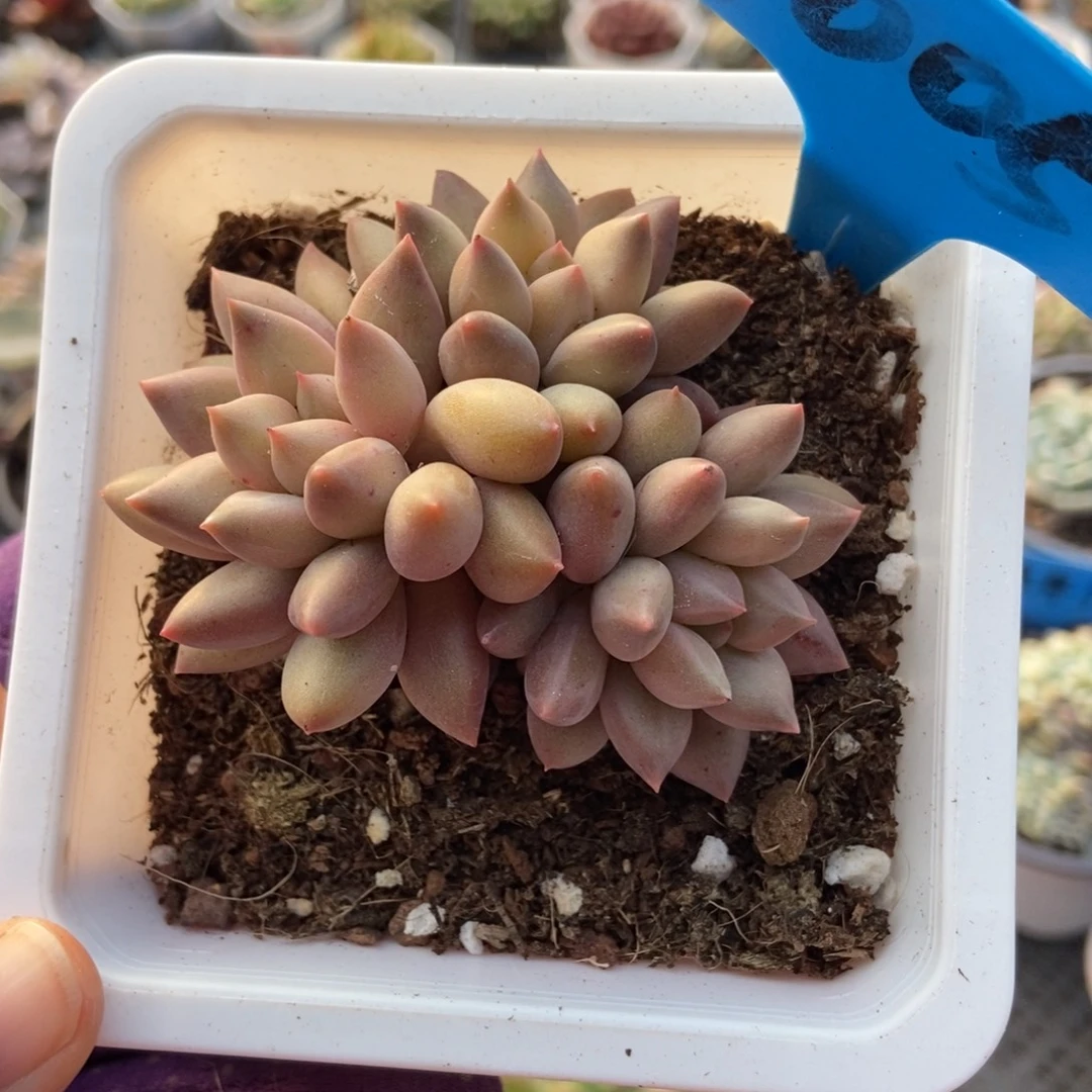 1005水晶球多肉植物