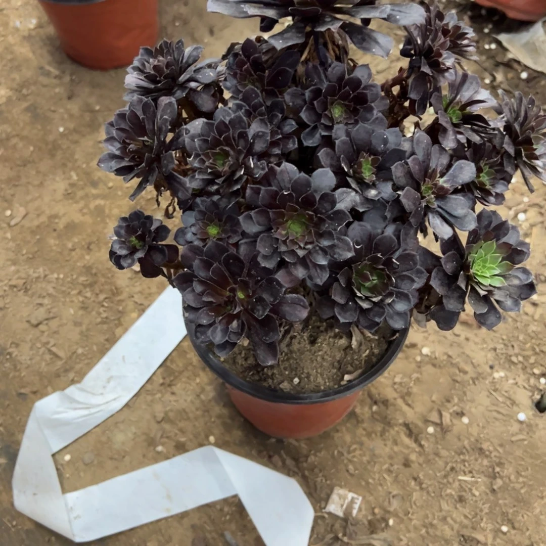 610黑铜壶法师多肉植物