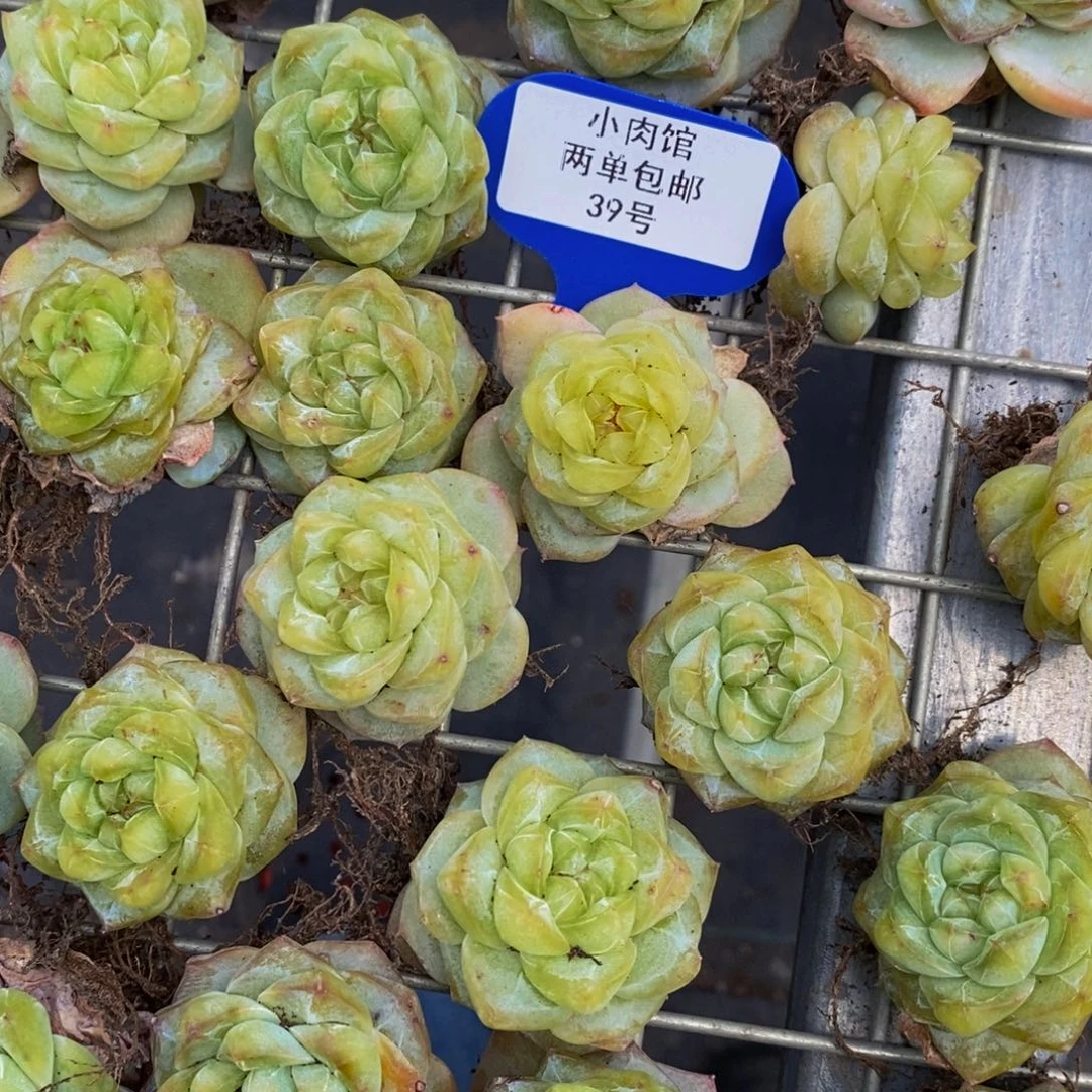 39-开播福利玫瑰花粉钻单头五个