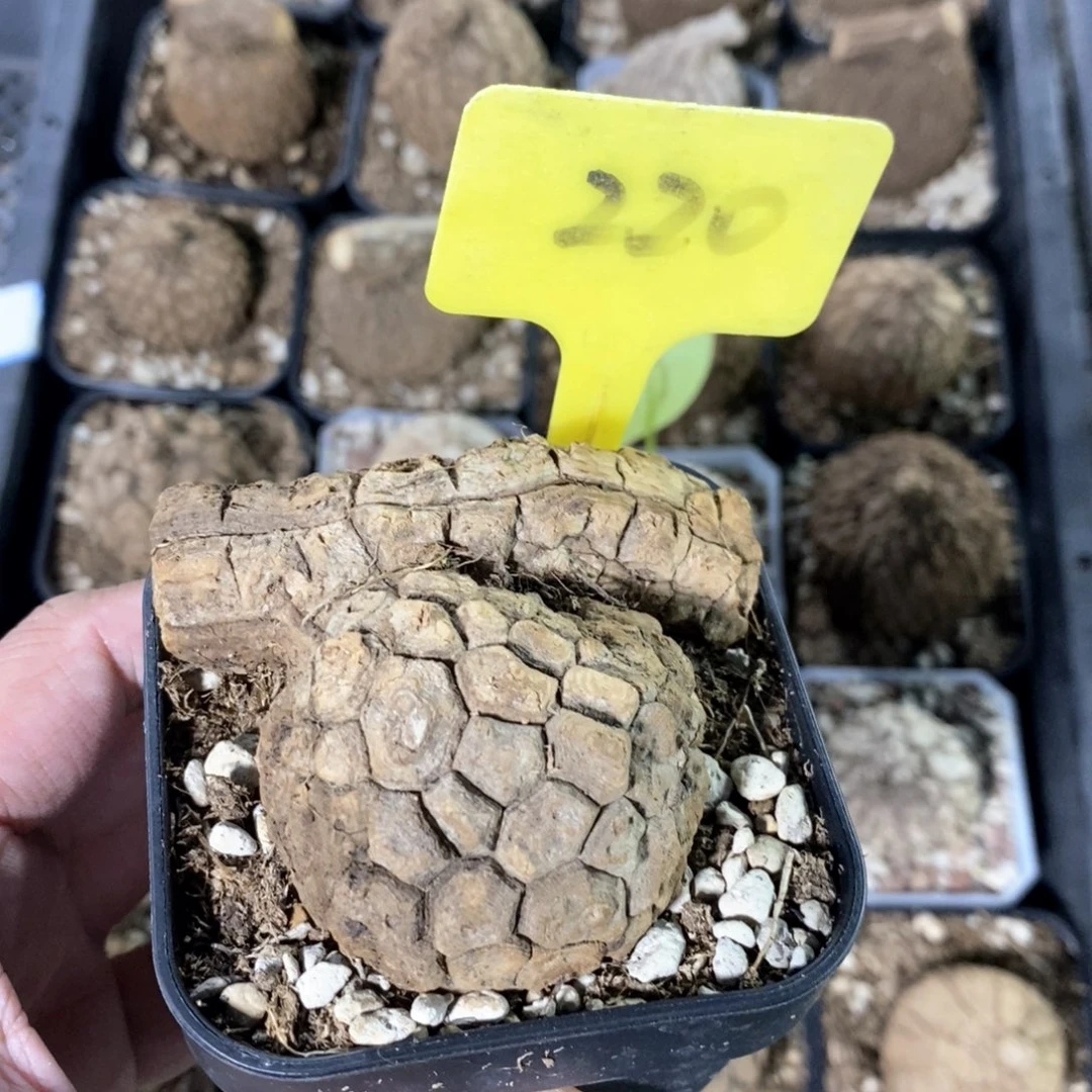 龙甲龟多肉植物一个
