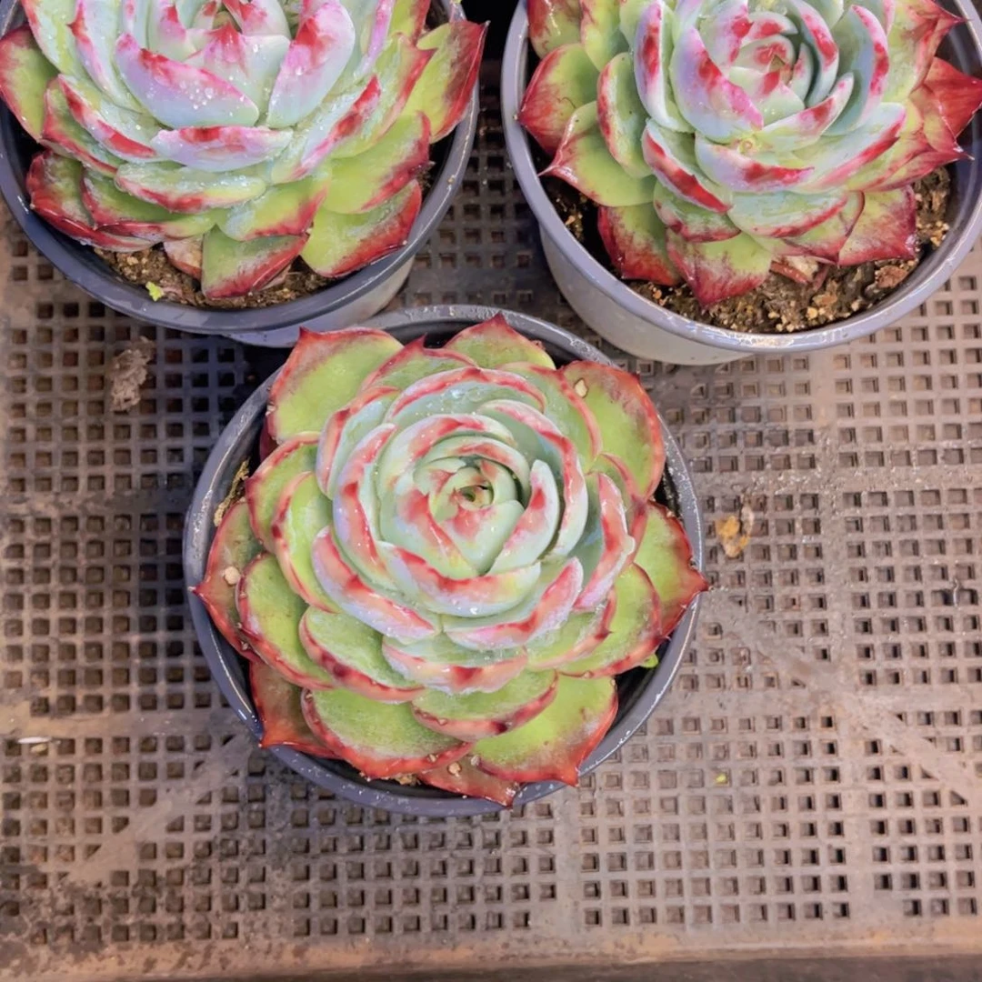 明**水一物一拍A004 一颗带盆