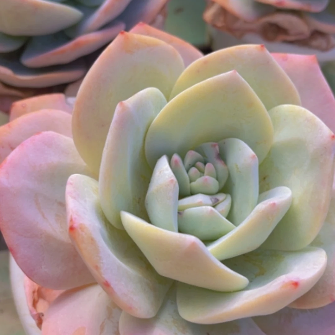 【闪购商品】奶茶1321