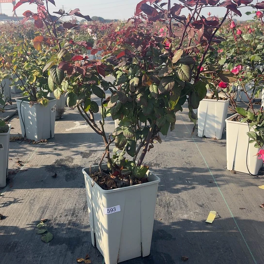 当前无花朵，栽培后可花朵593