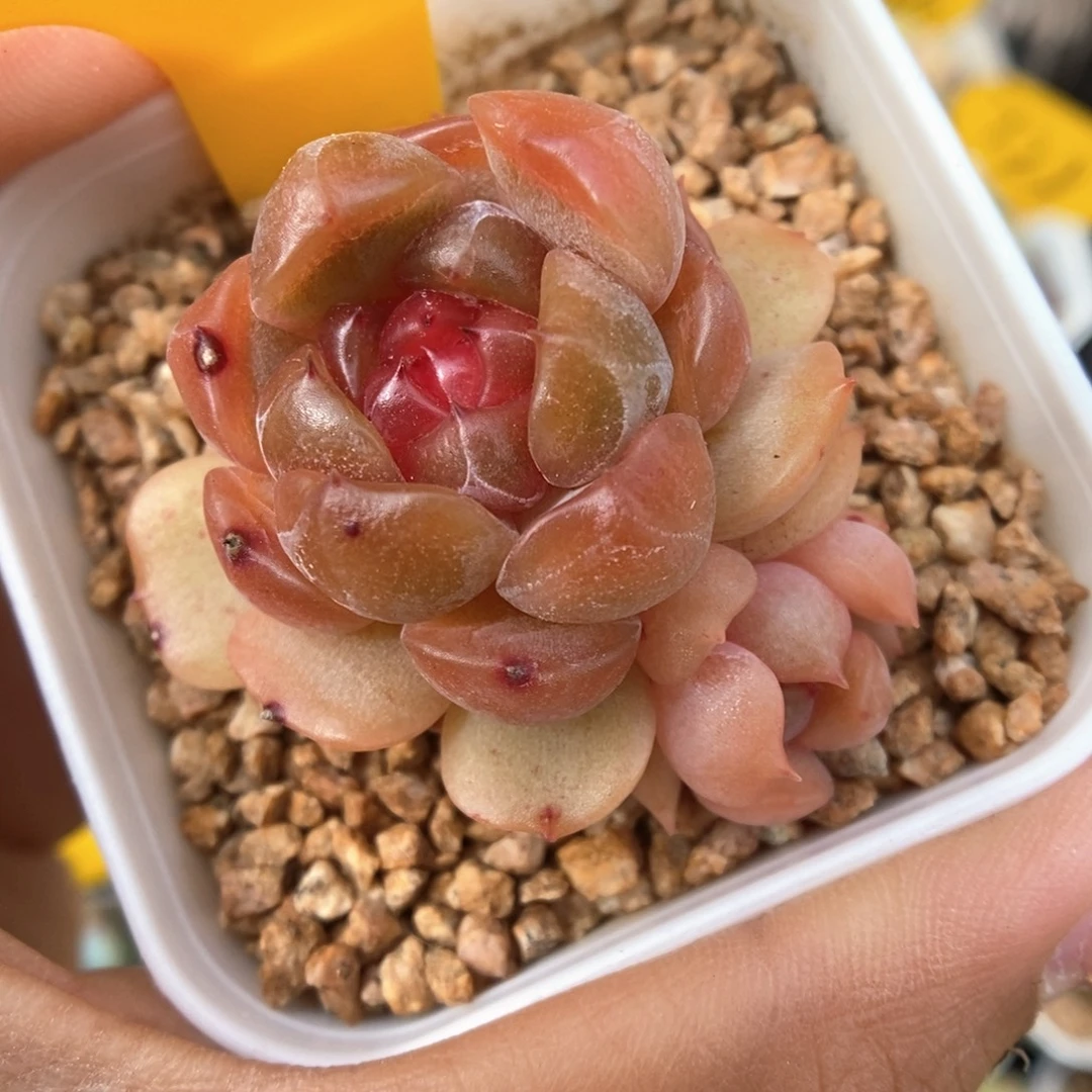 红色恋人654号。