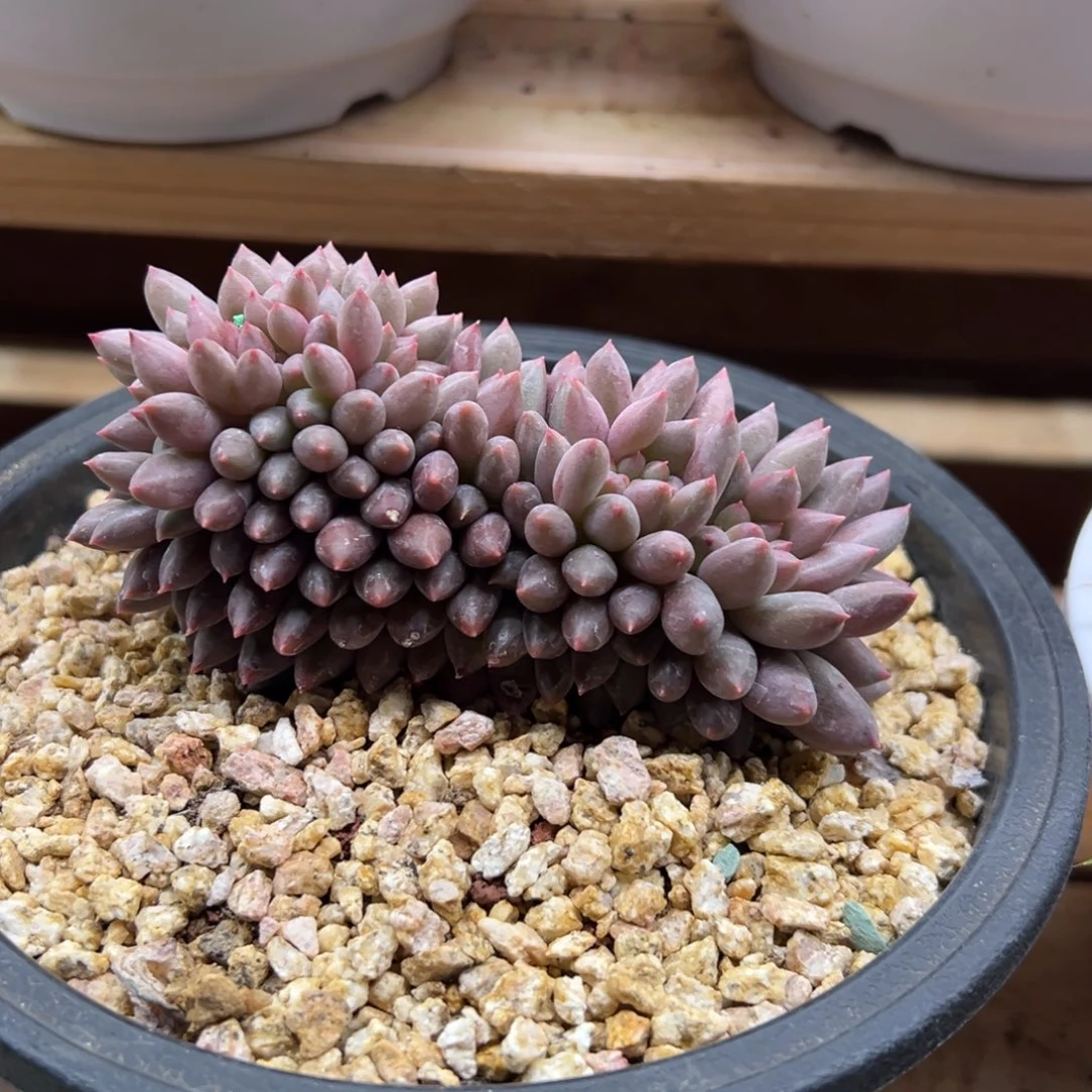 红蜻蜓缀化 夏鸣园艺