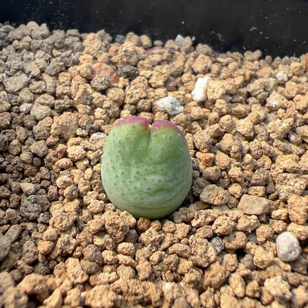 量拍白花皮卡丘一颗。多肉