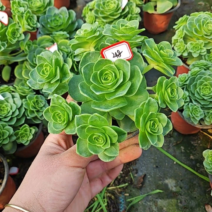 山地玫瑰多肉 248