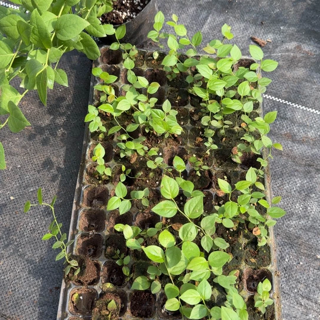 用***9苔藓33。3颗。 不售后